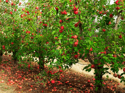Rows of apple trees with ripe red apples and fallen fruit on the ground